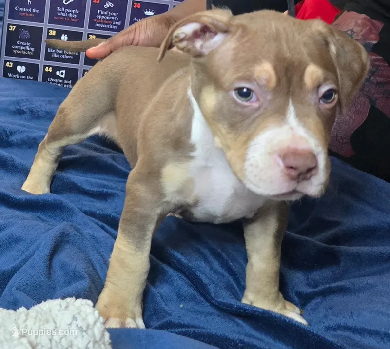 Zeus – American Bully puppy for sale in Rosharon, TX