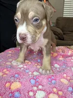 Zeus, a male American Bully for sale in Rosharon, TX – Photo 4 of 5