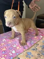 Foxy Brown, a female American Bully for sale in Rosharon, TX – Photo 3 of 5