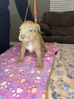 Foxy Brown, a female American Bully for sale in Rosharon, TX – Photo 4 of 5