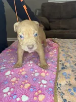 Foxy Brown, a female American Bully for sale in Rosharon, TX – Photo 5 of 5