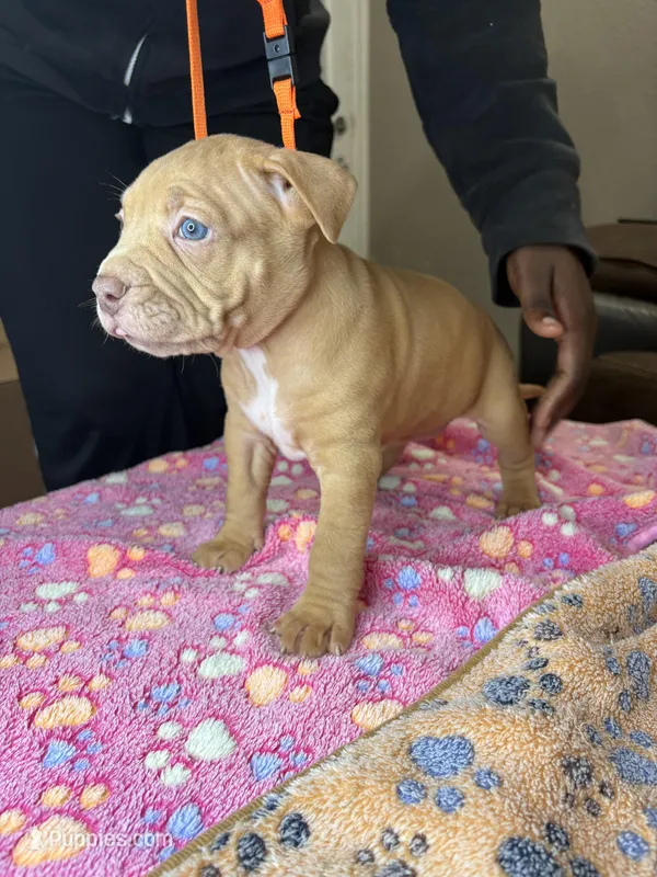 Foxy Brown – American Bully puppy for sale in Rosharon, TX