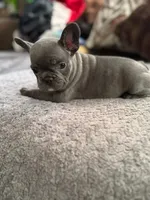 Katina, a male French Bulldog for sale in Austell, GA – 3 of 9