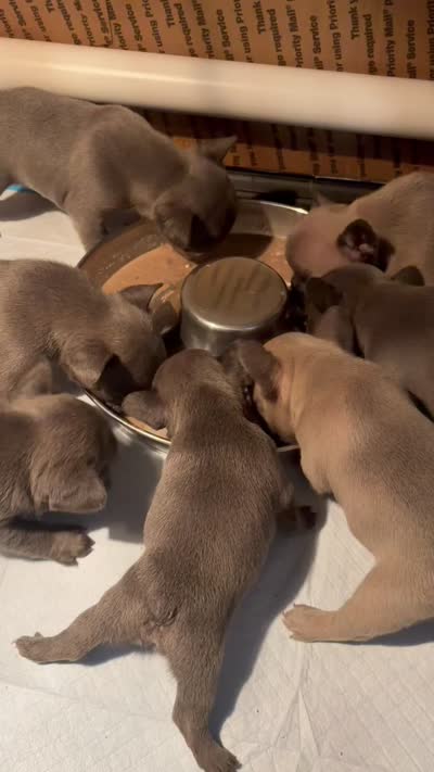 Katina, a male French Bulldog for sale in Austell, GA – 6 of 9