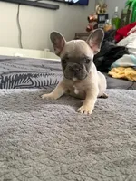 Katina, a male French Bulldog for sale in Austell, GA – 1 of 9