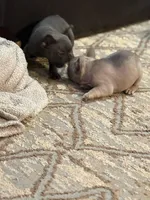 Katina, a male French Bulldog for sale in Austell, GA – 9 of 9