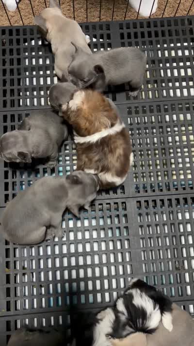 Katina, a male French Bulldog for sale in Austell, GA – 4 of 9