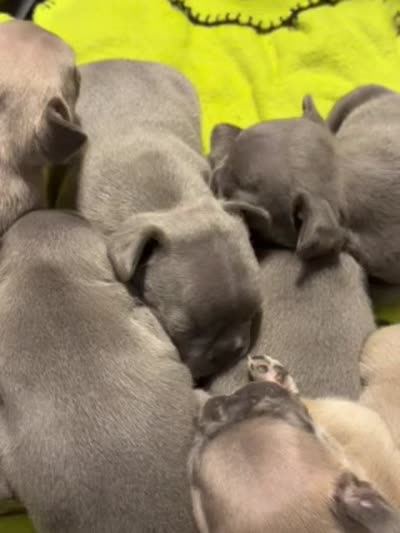 Katina, a male French Bulldog for sale in Austell, GA – 8 of 9