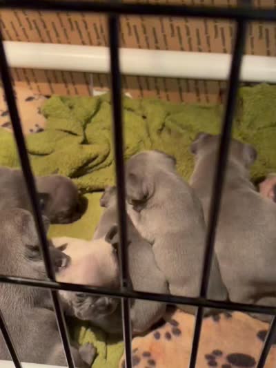 Katina, a male French Bulldog for sale in Austell, GA – 2 of 9