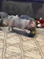 Katina, a male French Bulldog for sale in Austell, GA – 5 of 9