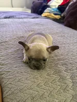 Katina, a male French Bulldog for sale in Austell, GA – 7 of 9
