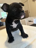 Mamba, a female American Bully for sale in Hewitt, NJ – 3 of 7
