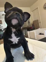 Mamba, a female American Bully for sale in Hewitt, NJ – 4 of 7