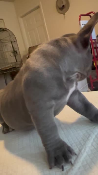 Haze, a female American Bully for sale in Hewitt, NJ – 6 of 6