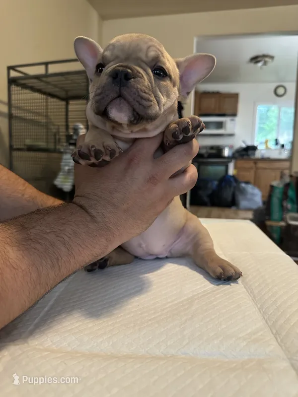 Flippers – American Bully puppy for sale in Hewitt, NJ