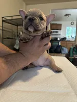 Flippers, a female American Bully for sale in Hewitt, NJ – 1 of 8