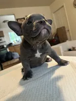 Haze, a female American Bully for sale in Hewitt, NJ – 3 of 6