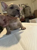 Flippers, a female American Bully for sale in Hewitt, NJ – 4 of 8
