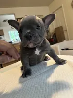 Haze, a female American Bully for sale in Hewitt, NJ – 4 of 6