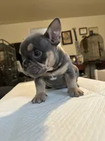 Indica, a female American Bully for sale in Hewitt, NJ – 4 of 5