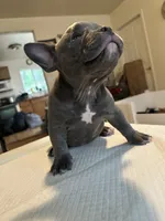 Haze, a female American Bully for sale in Hewitt, NJ – 5 of 6