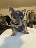 Indica, a female American Bully for sale in Hewitt, NJ – 3 of 5