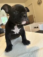 Mamba, a female American Bully for sale in Hewitt, NJ – 2 of 7