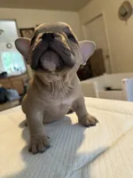 Flippers, a female American Bully for sale in Hewitt, NJ – 2 of 8