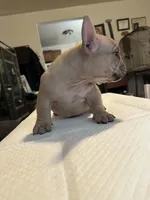 Flippers, a female American Bully for sale in Hewitt, NJ – 3 of 8