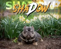 Flippers, a female American Bully for sale in Hewitt, NJ – 6 of 8