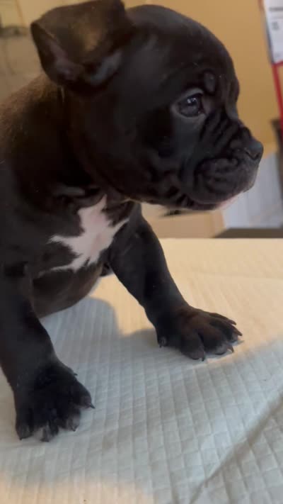 Mamba, a female American Bully for sale in Hewitt, NJ – 6 of 7