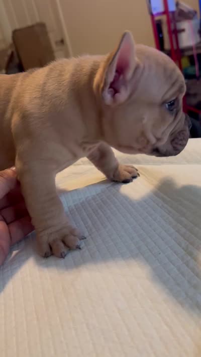 Flippers, a female American Bully for sale in Hewitt, NJ – 7 of 8