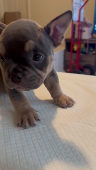 Indica, a female American Bully for sale in Hewitt, NJ – 5 of 5