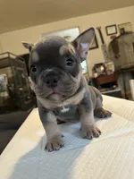 Indica, a female American Bully for sale in Hewitt, NJ – 2 of 5