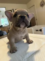 Flippers, a female American Bully for sale in Hewitt, NJ – 5 of 8