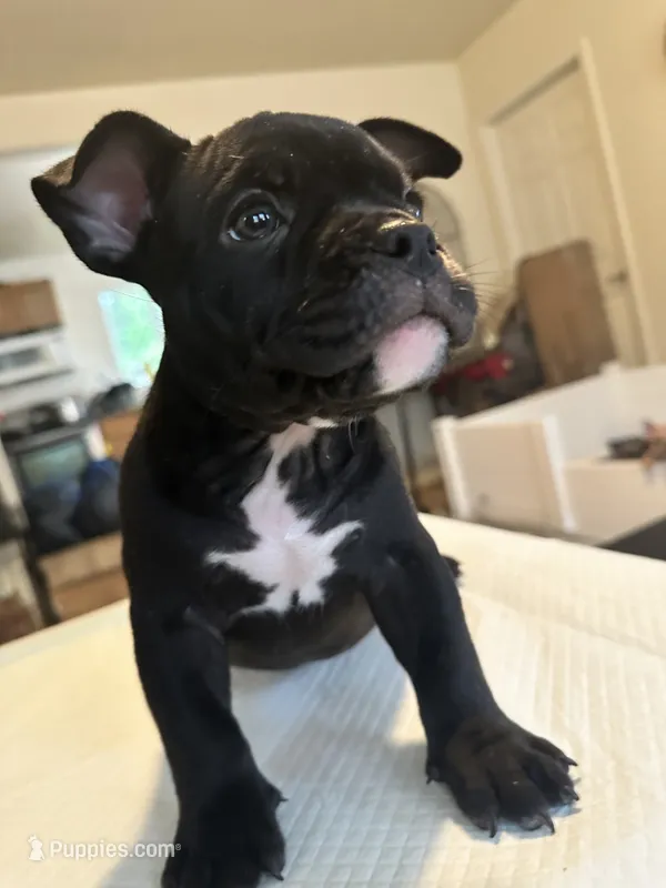 Mamba – American Bully puppy for sale in Hewitt, NJ