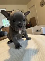 Haze, a female American Bully for sale in Hewitt, NJ – 2 of 6