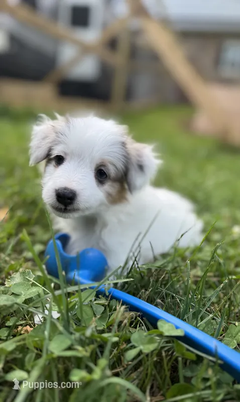 Poptart – Papillon, Toy Australian Shepherd puppy for sale in Chambersburg, PA