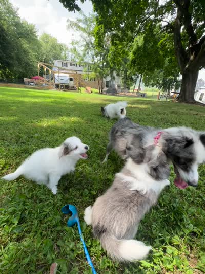 Poptart, a male Papillon and Toy Australian Shepherd for sale in Chambersburg, PA – 10 of 10