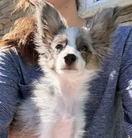 Skittles, a female Papillon and Toy Australian Shepherd for sale in Chambersburg, PA – 2 of 10