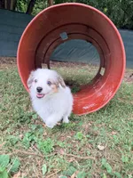 Poptart, a male Papillon and Toy Australian Shepherd for sale in Chambersburg, PA – 3 of 10