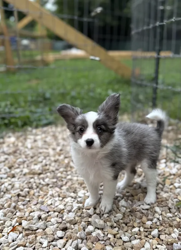 Skittles – Papillon, Toy Australian Shepherd puppy for sale in Chambersburg, PA