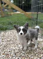 Skittles, a female Papillon and Toy Australian Shepherd for sale in Chambersburg, PA – 1 of 10