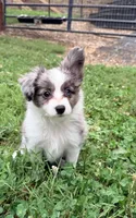 Skittles, a female Papillon and Toy Australian Shepherd for sale in Chambersburg, PA – 5 of 10
