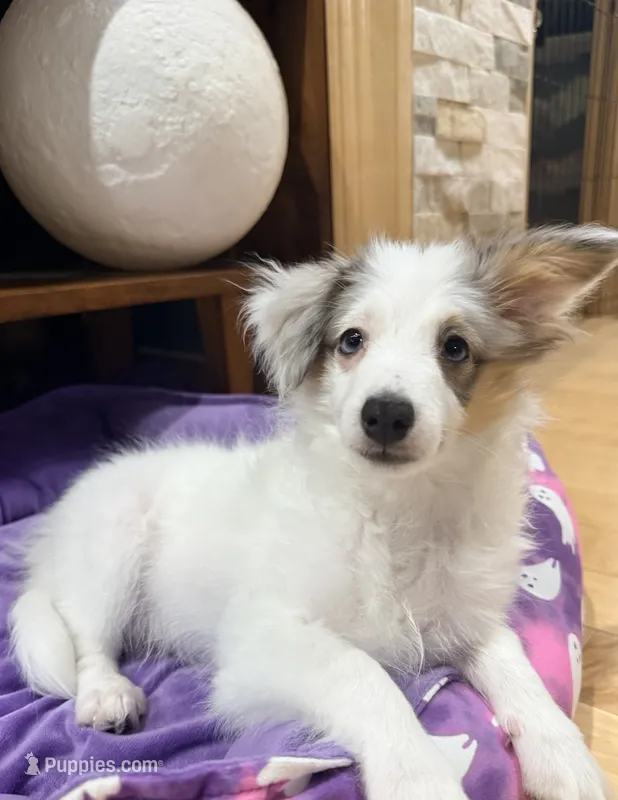 Poptart – Papillon, Toy Australian Shepherd puppy for sale in Chambersburg, PA