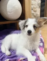 Poptart, a male Papillon and Toy Australian Shepherd for sale in Chambersburg, PA – 2 of 10