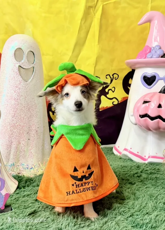 Poptart – Papillon, Toy Australian Shepherd puppy for sale in Chambersburg, PA