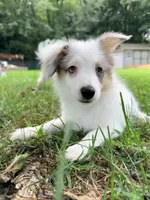 Poptart, a male Papillon and Toy Australian Shepherd for sale in Chambersburg, PA – 3 of 10