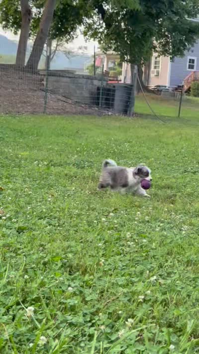 Skittles, a female Papillon and Toy Australian Shepherd for sale in Chambersburg, PA – 9 of 10