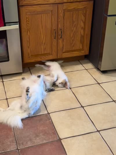 Poptart, a male Papillon and Toy Australian Shepherd for sale in Chambersburg, PA – 6 of 10